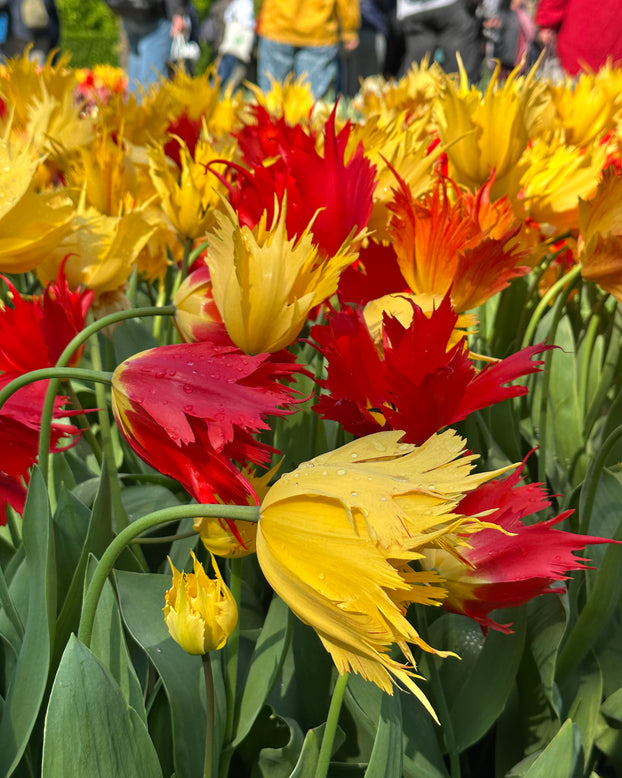 Tulip 'Sunny Leo'