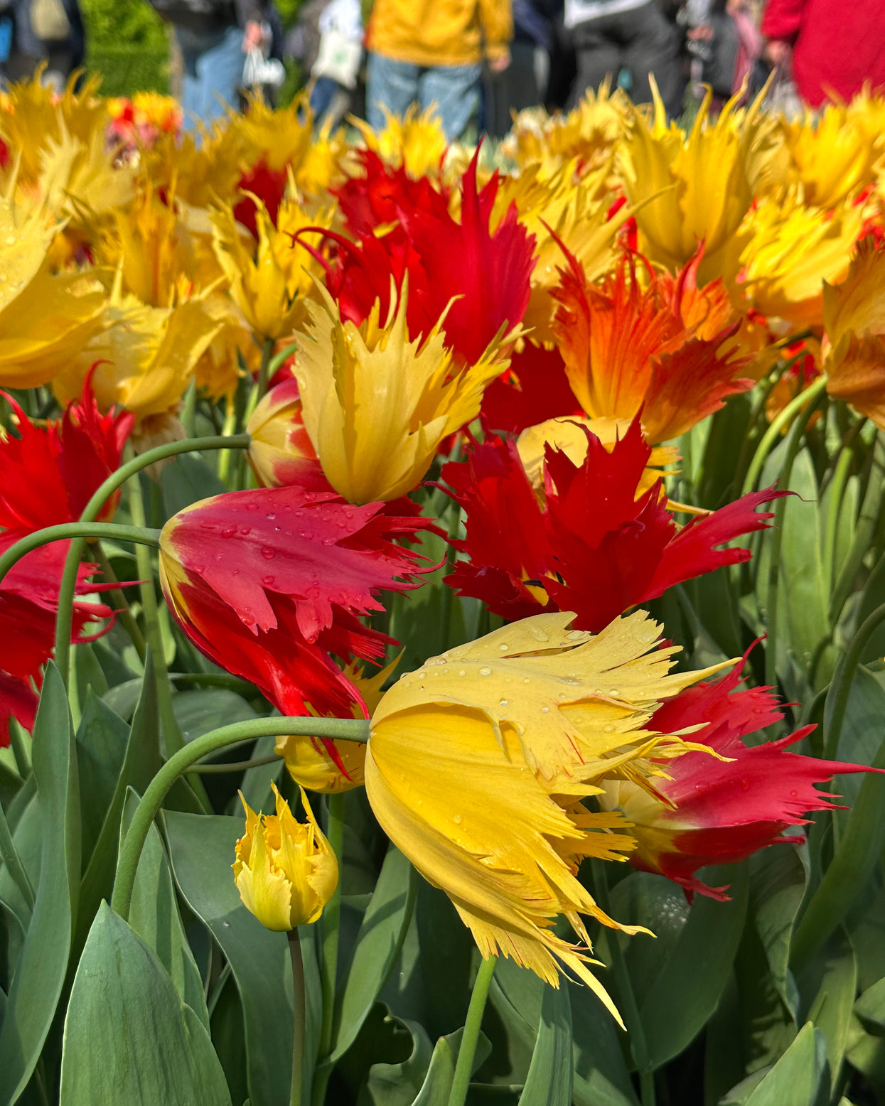 Tulip 'Robbedoes' bulbs | Buy online at Farmer Gracy UK