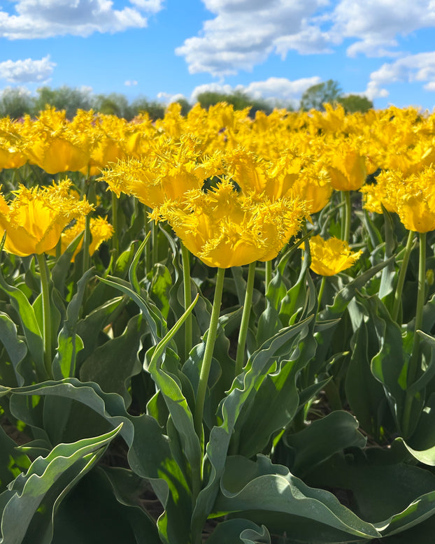 Tulip 'Sunny Time'