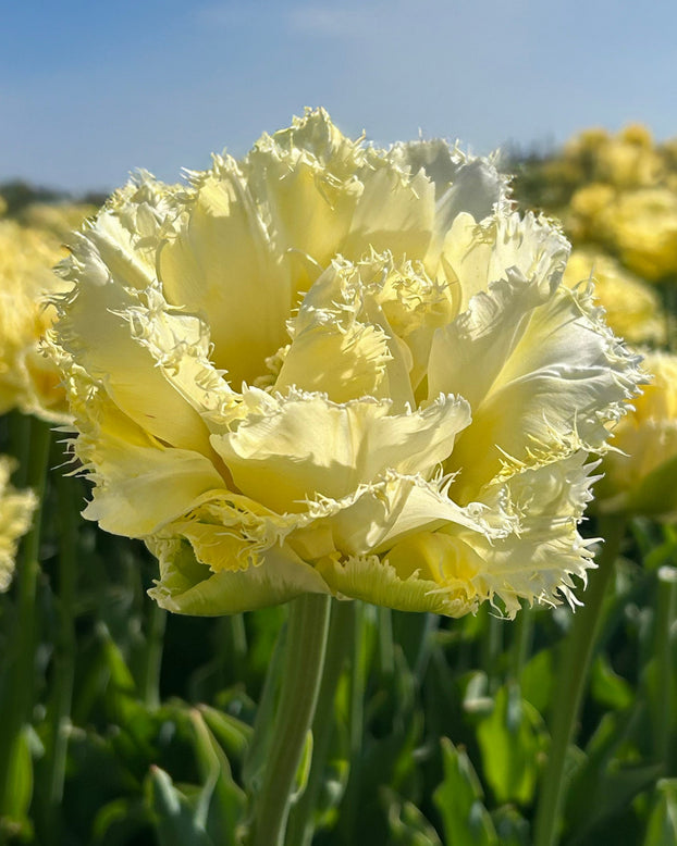 Tulipe 'Vanilla Dance'