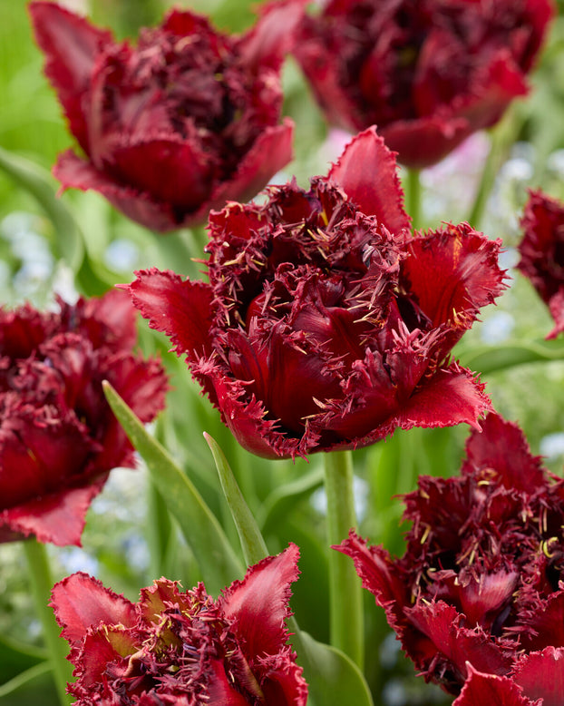 Tulip 'Ajaccio'