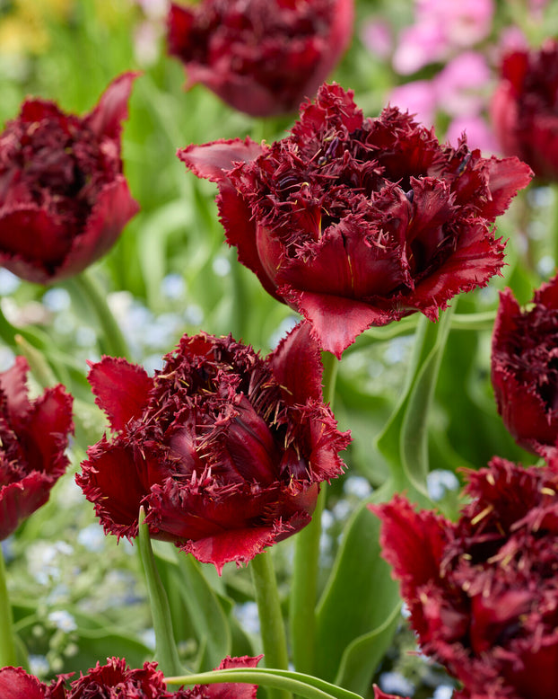 Tulip 'Ajaccio'