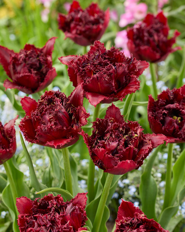 Tulip 'Ajaccio'