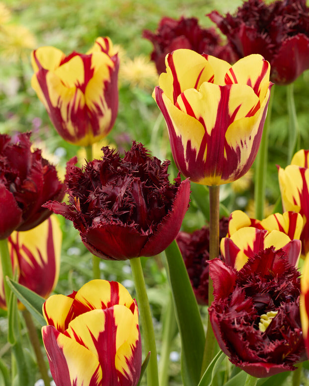Tulip 'Ajaccio'