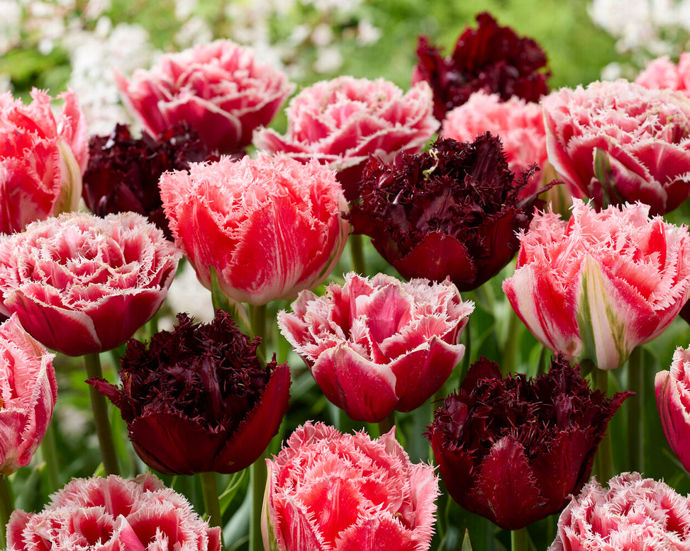 Tulip 'Ajaccio'