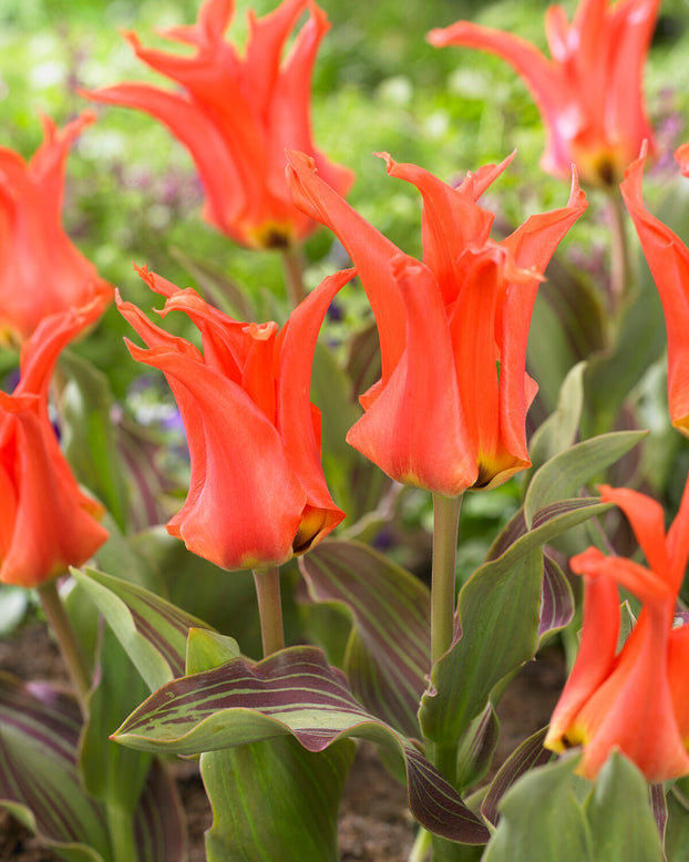 Tulip 'Rigas Barikades'