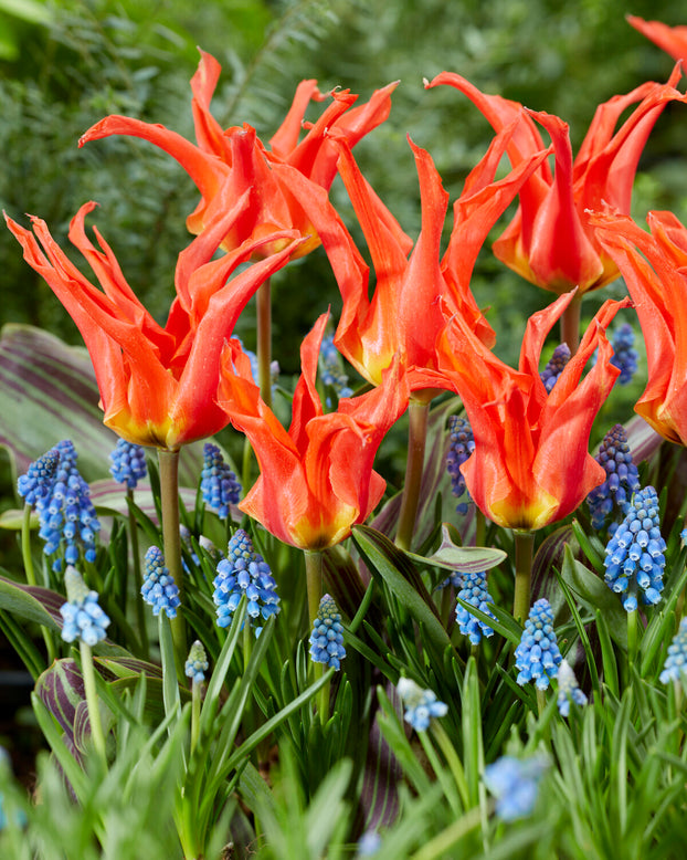 Tulip 'Rigas Barikades'