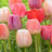All tulips (230)