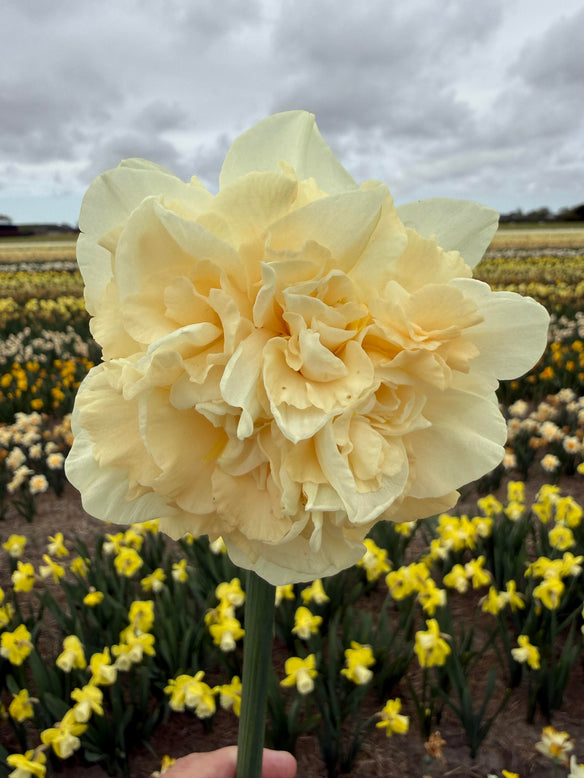 Narcissus 'Sophia'
