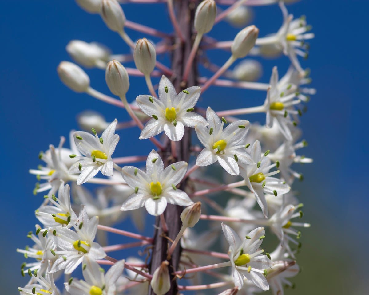 Drimia maritima