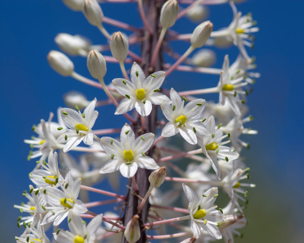 Drimia maritima