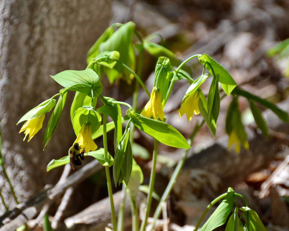 Uvularia grandiflora