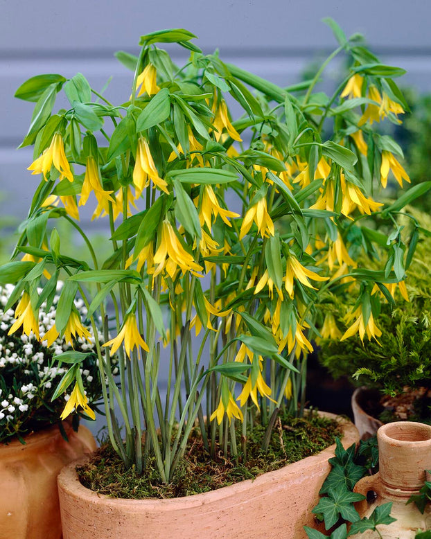 Uvularia grandiflora