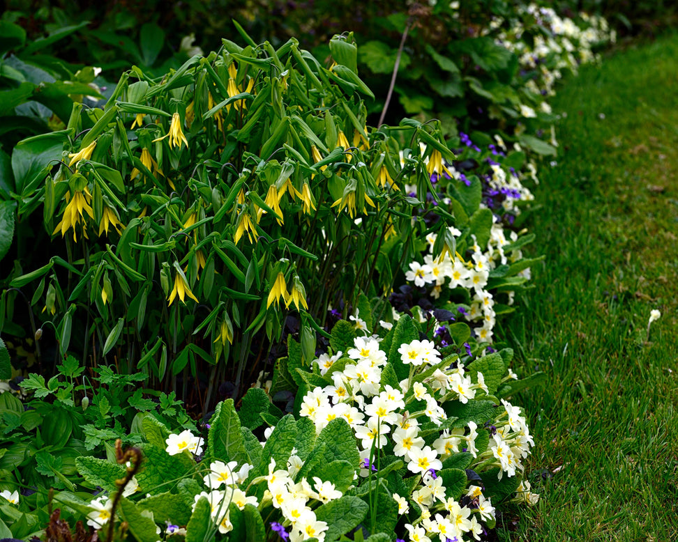 Uvularia grandiflora