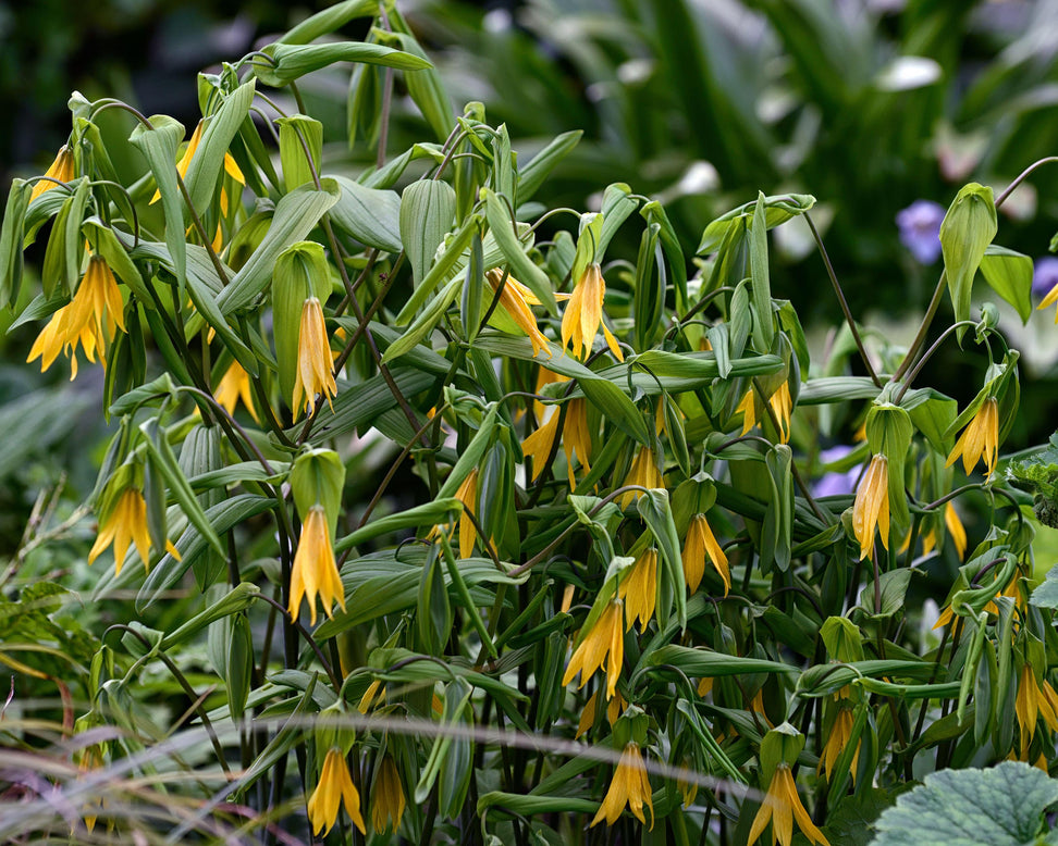 Uvularia grandiflora