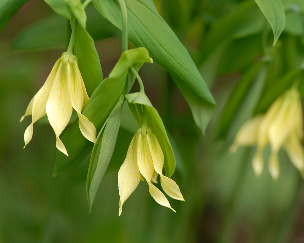 Uvularia pallida