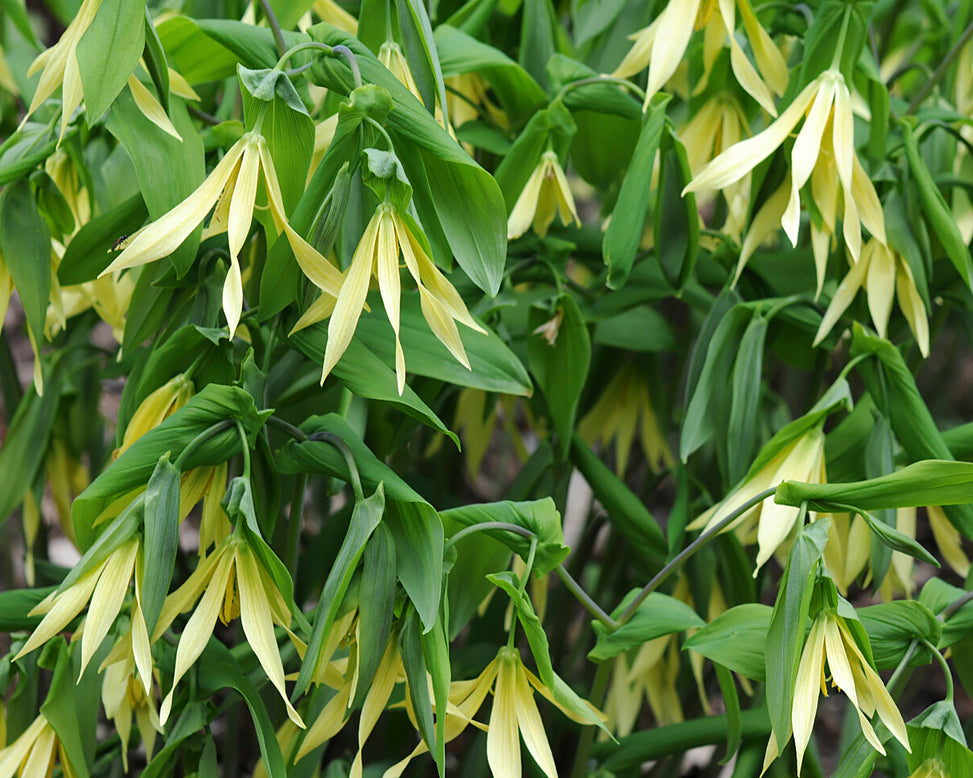 Uvularia pallida