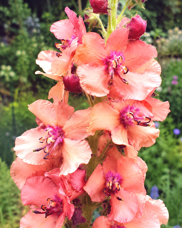 Verbascum 'Caribbean Crush'