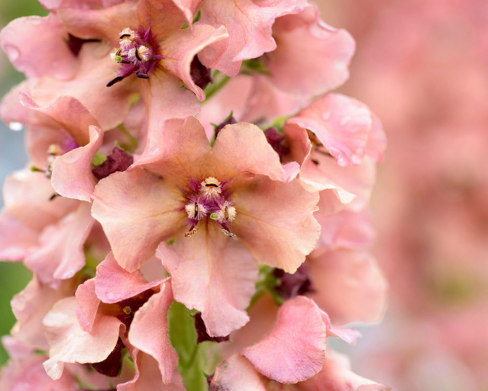 Verbascum 'Caribbean Crush'