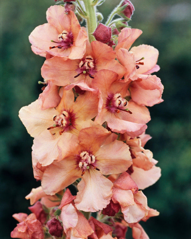 Verbascum 'Caribbean Crush'