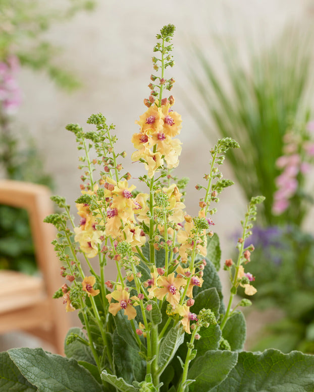 Verbascum 'Peach Champagne'