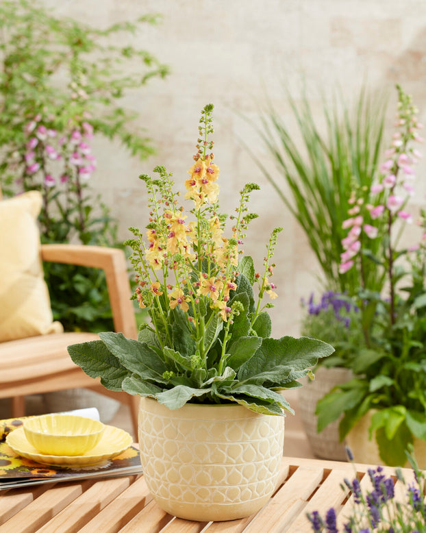 Verbascum 'Peach Champagne'