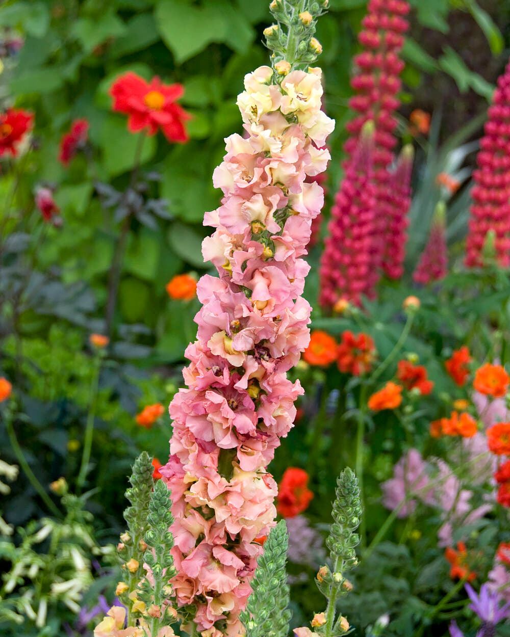 Verbascum 'Pink Petticoats'