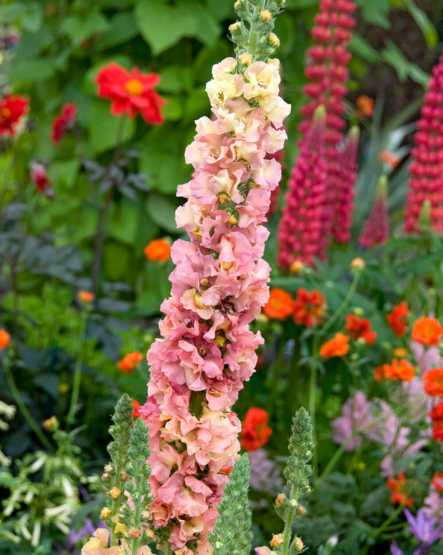 Verbascum 'Pink Petticoats'