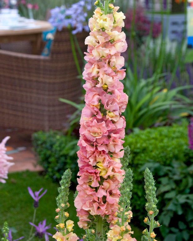 Verbascum 'Pink Petticoats'