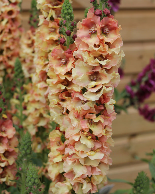 Verbascum 'Pink Petticoats'