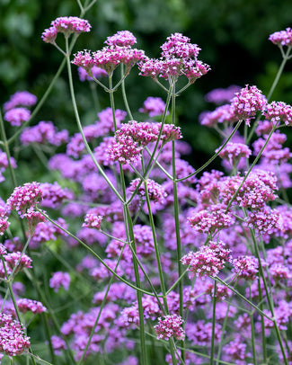 Verbena bare roots