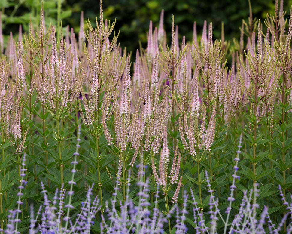 Veronicastrum 'Challenger'