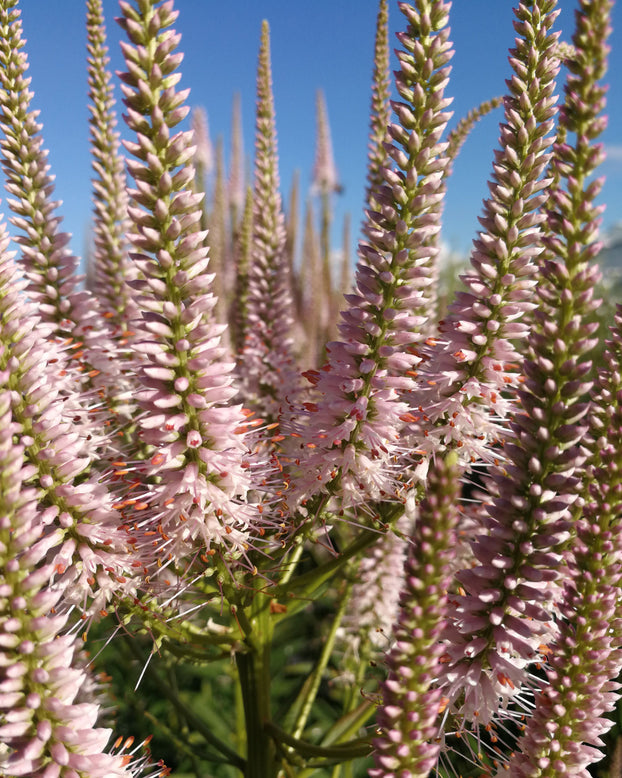 Veronicastrum 'Challenger'