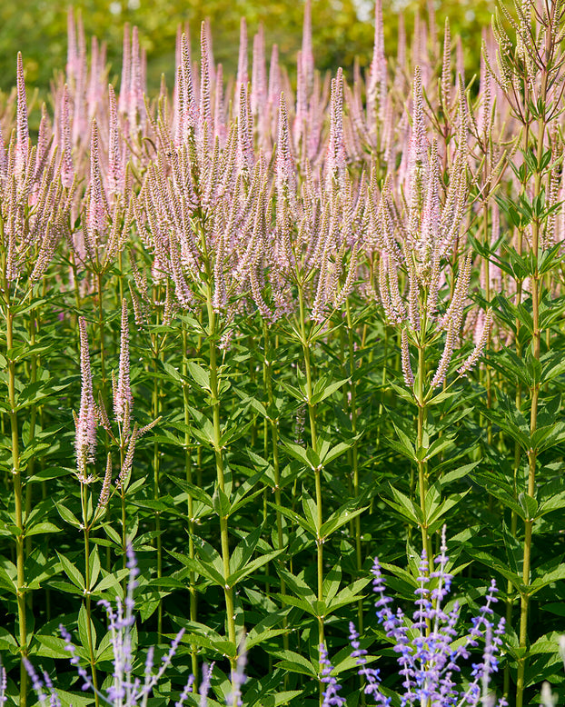 Veronicastrum 'Challenger'