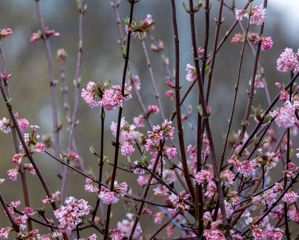 Viburnum 'Charles Lamont'