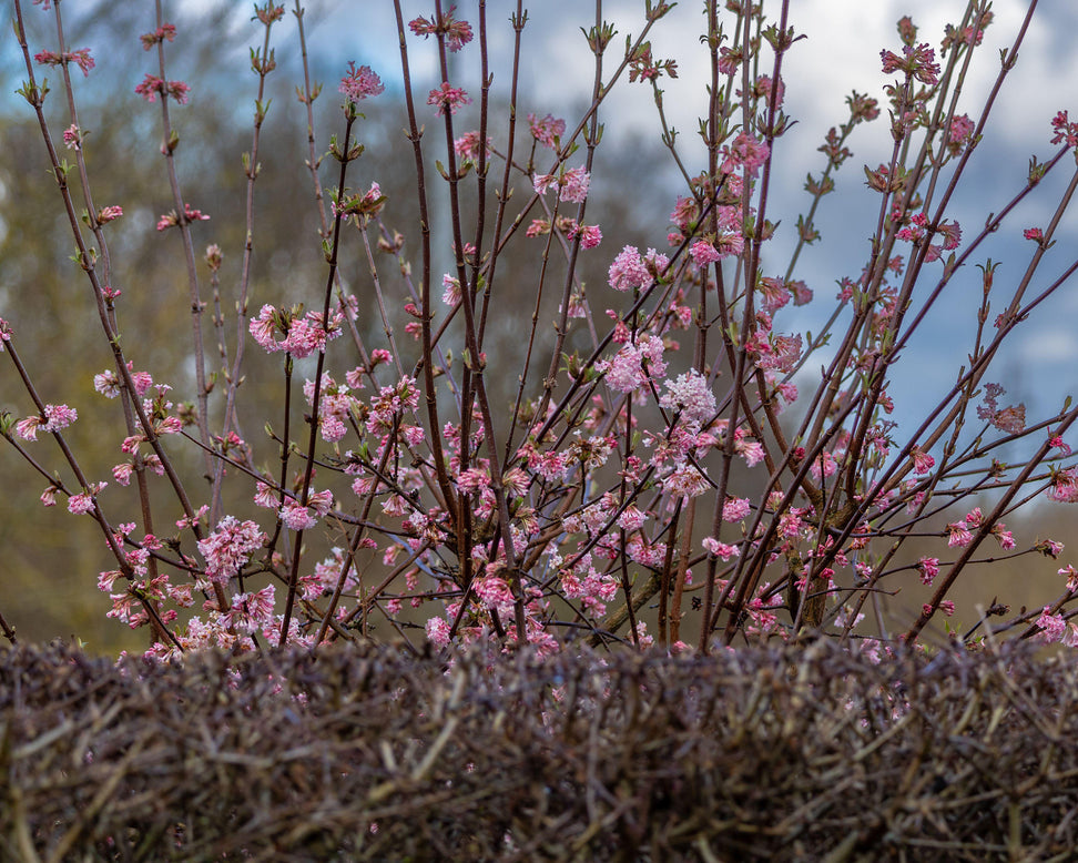 Viburnum 'Charles Lamont'
