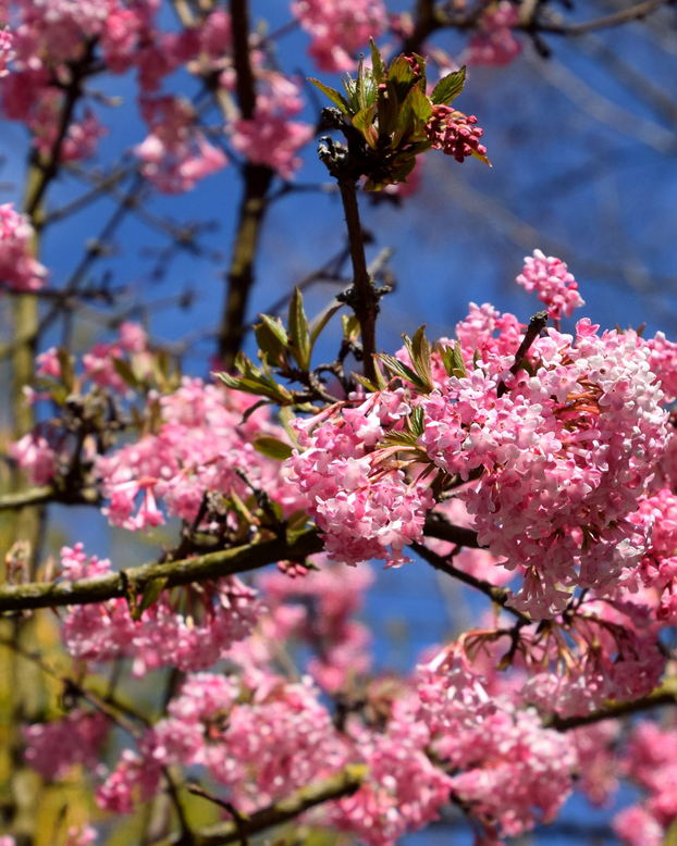 Viburnum 'Charles Lamont'