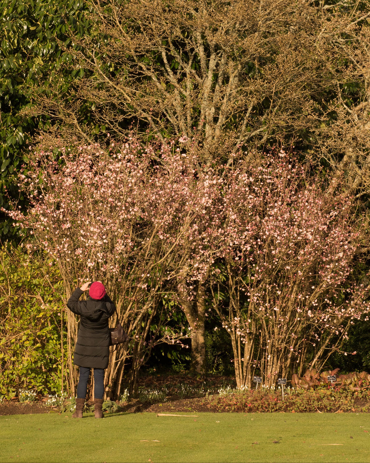 Person taking a photo of a flowering tree in a park