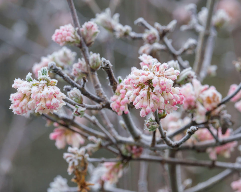 Viburnum 'Charles Lamont'