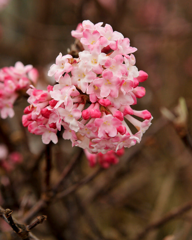Viburnum 'Charles Lamont'