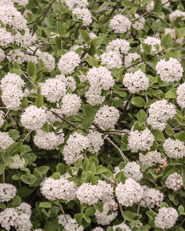 Viburnum 'Compactum'