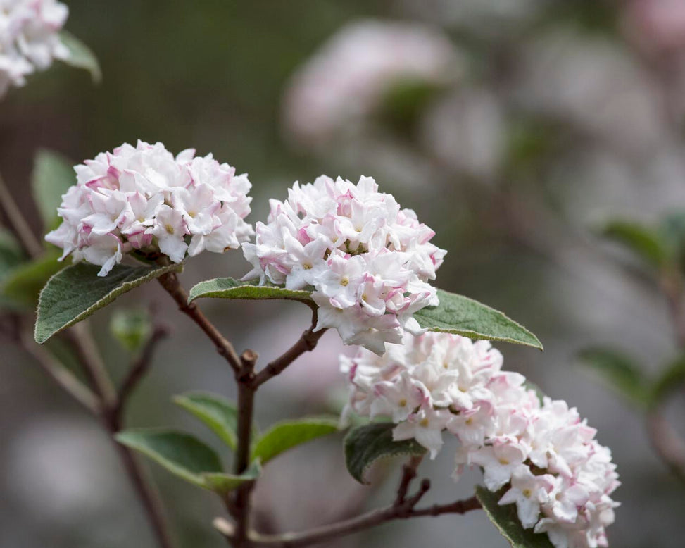 Viburnum 'Compactum'