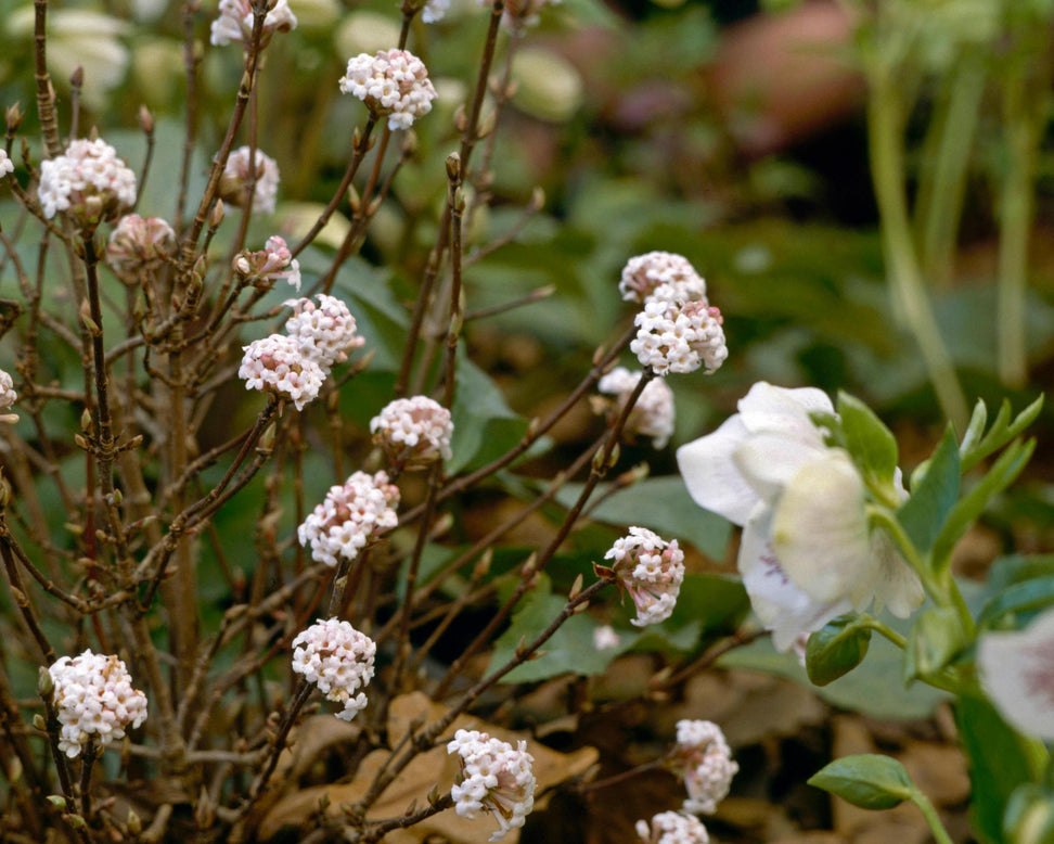 Viburnum 'Compactum'