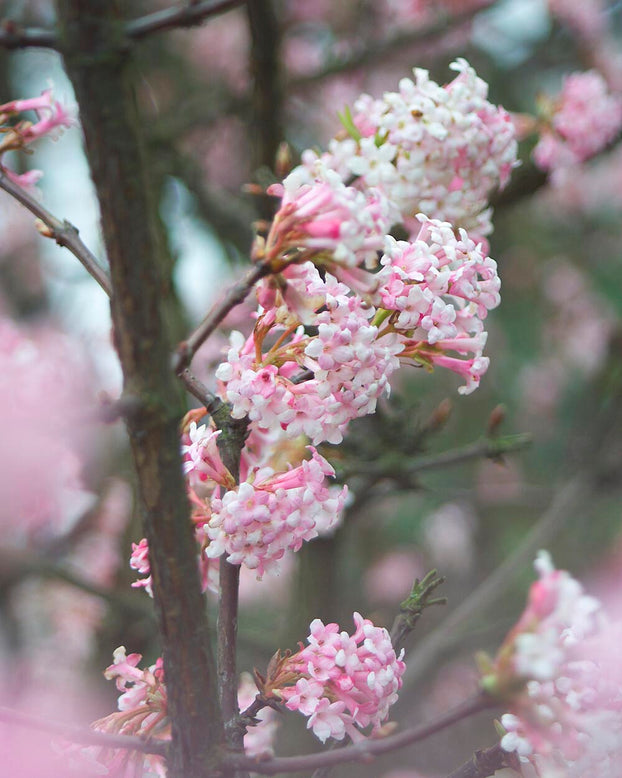 Viburnum 'Dawn'