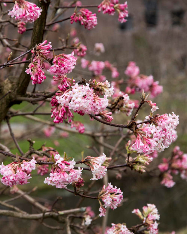 Viburnum 'Dawn'