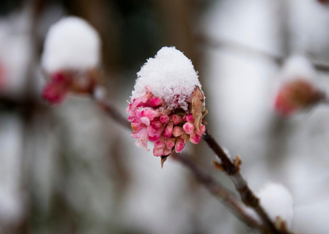 Viburnum 'Dawn'