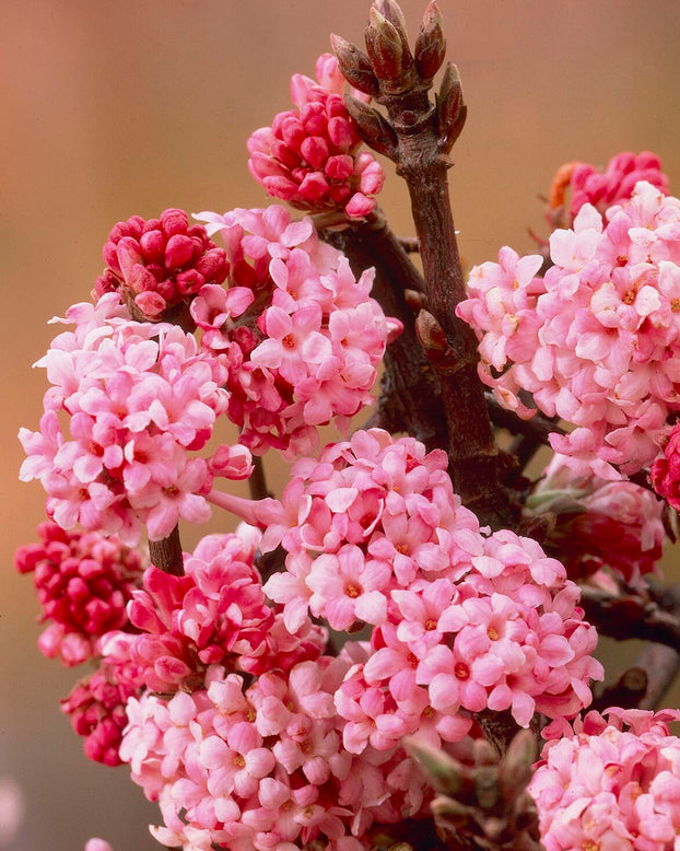 Viburnum 'Dawn'