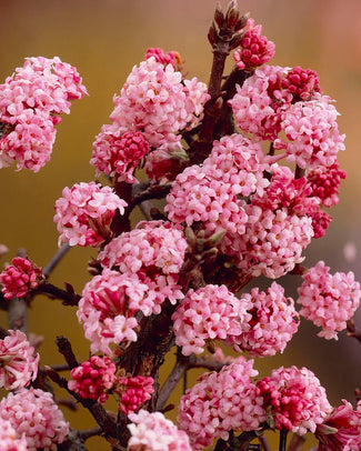 Viburnum bare roots