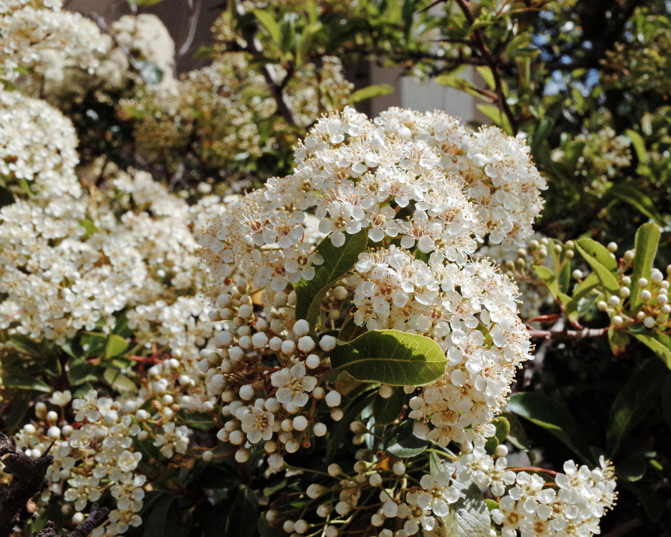 Viburnum tinus