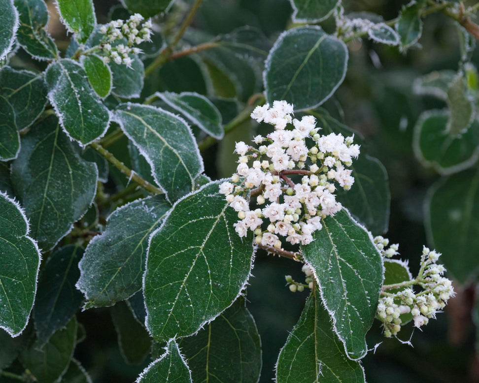 Viburnum tinus